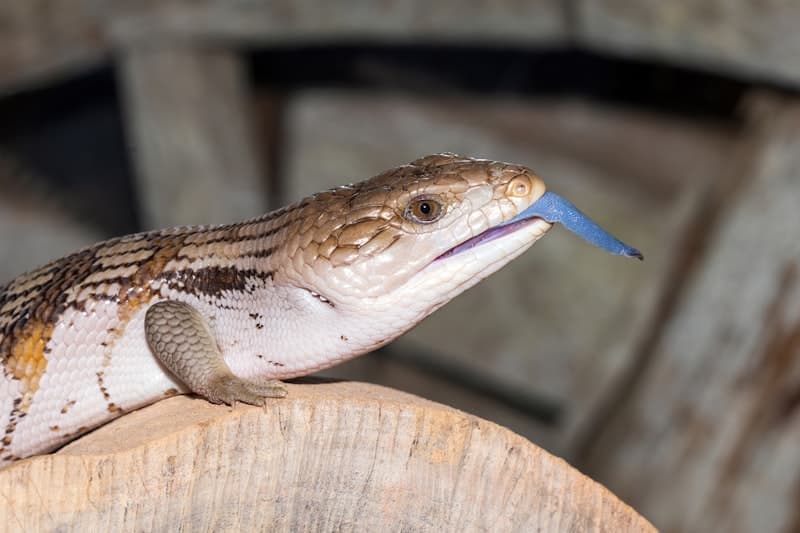 Blue-Tongued Skink