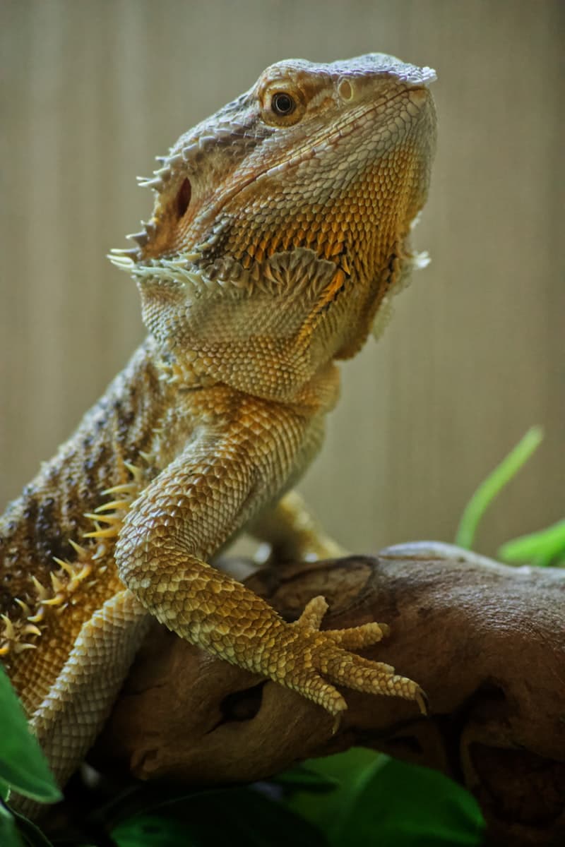 Central Bearded Dragon