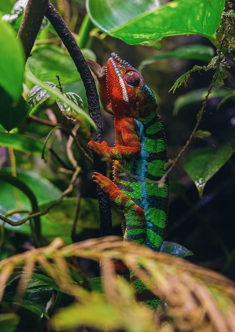 Panther Chameleon